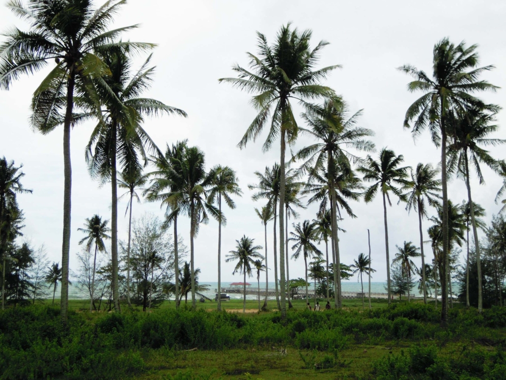 Coconut palms line the back of Natai Beach in Phang Nga.